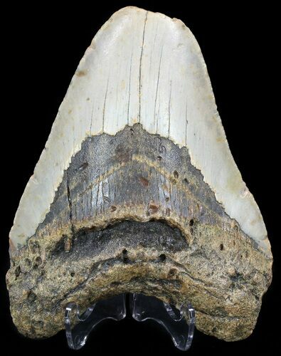 Bargain, Megalodon Tooth - North Carolina #49532